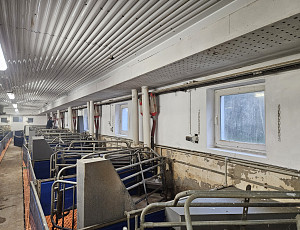 Oprava podhledu stáje chovu prasat